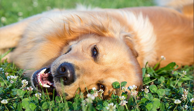 Dog-Dental.jpg