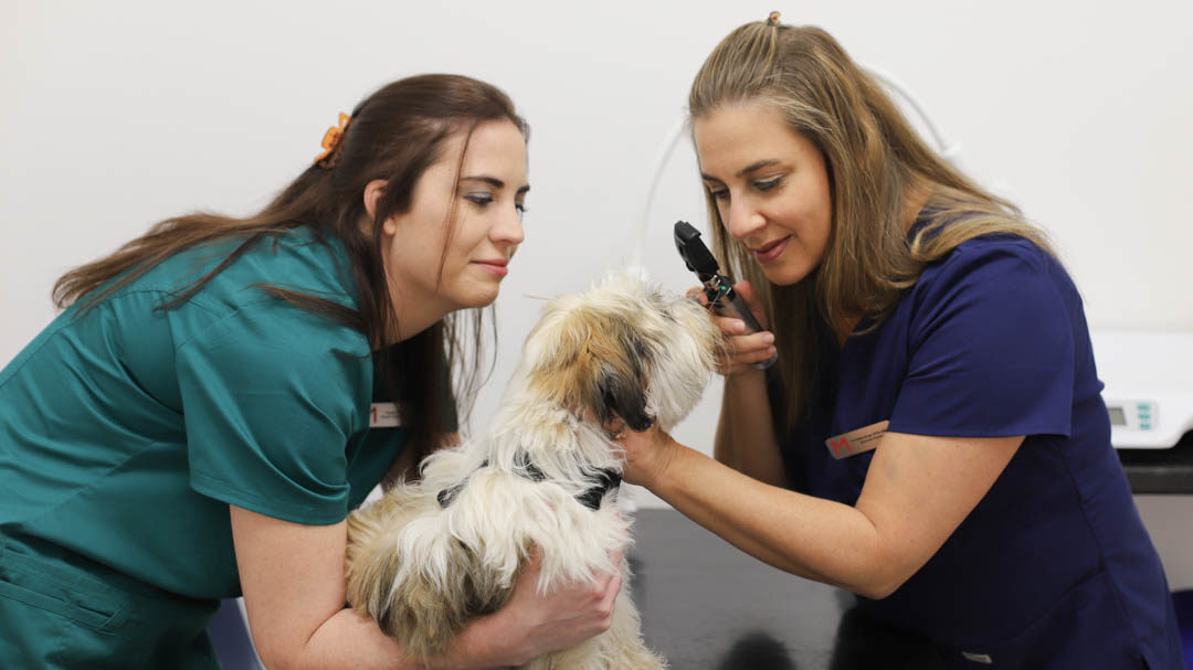 Vet and nurse with dog.jpg