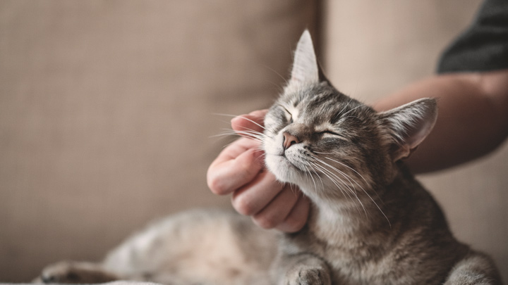 cat-training-web-2.jpg