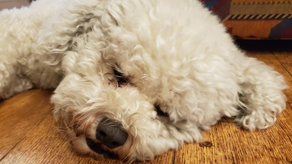 Fluffy dog resting