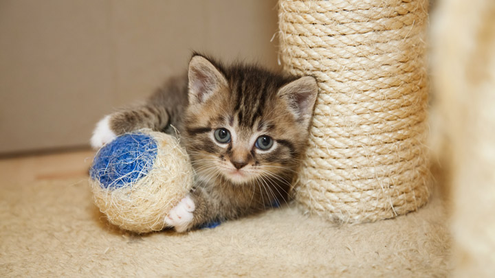 cat-scratching-web-2.jpg
