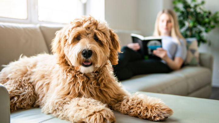 Sitting-dog-720x405px.jpg