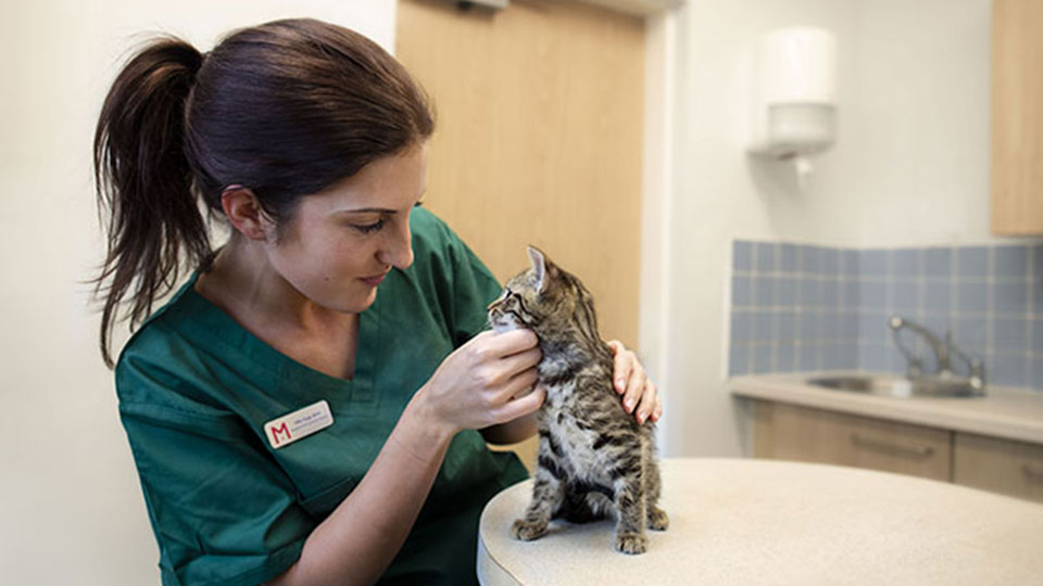 16X9-Cat-and-nurse.jpg