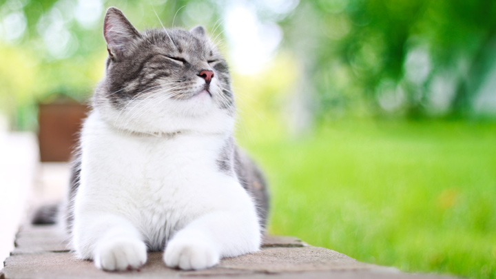 cat-vaccination-web-2.jpg