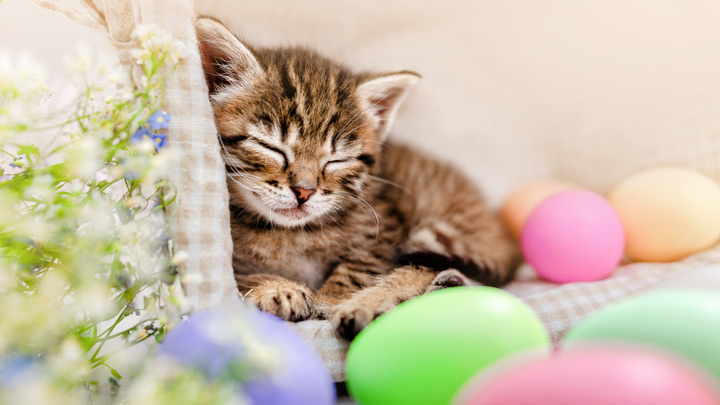easter-advice-web-2.jpg