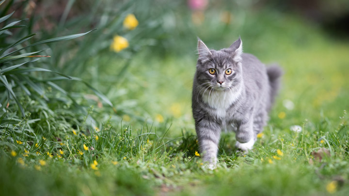 cat-worming-web-1.jpg