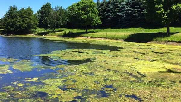 water with blue green algae