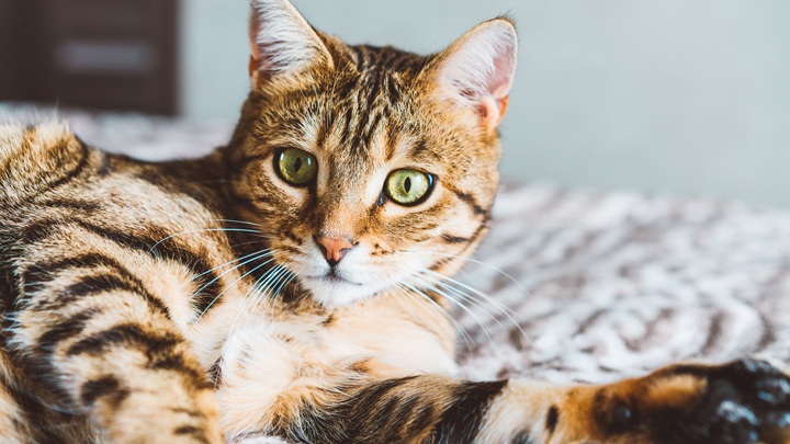 cat lying on a bed