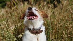 dog in field of grass