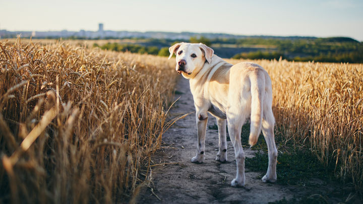 dog_heat_care_3_web.jpg