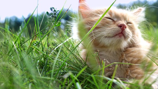 cat in the grass