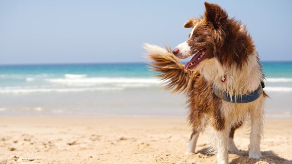 dog on the beach