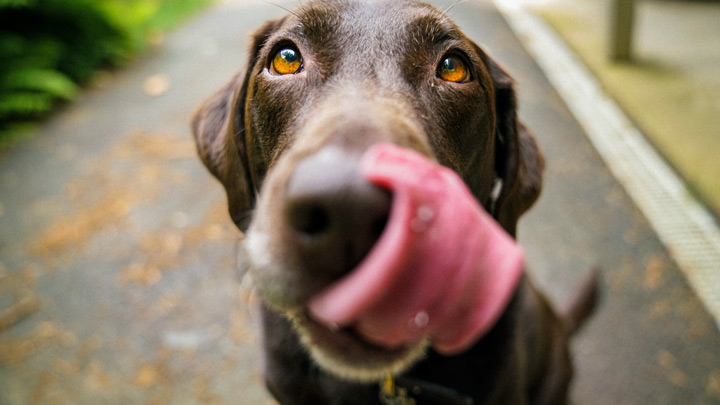 dog licking lips_small.jpg