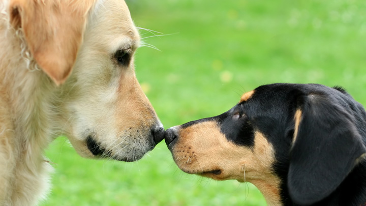 kennel-cough-web-3.jpg
