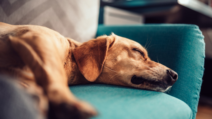 kennel-cough-web-5.jpg