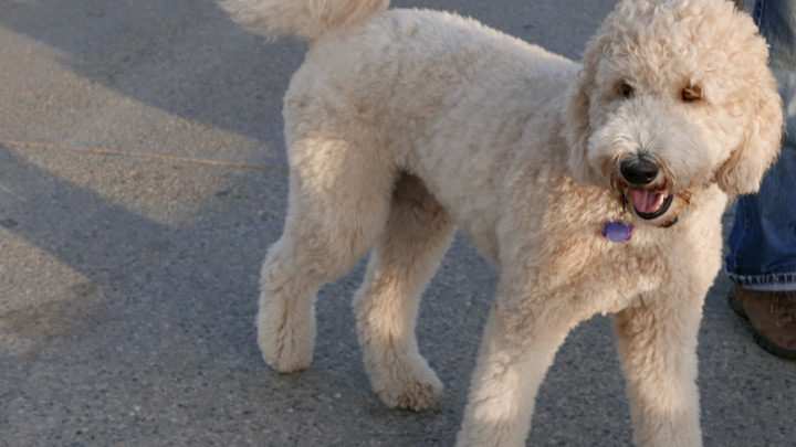 kennel-cough-web-6.jpg
