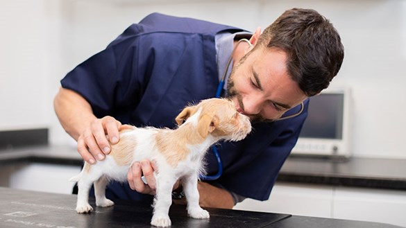 Dog being checked at vet