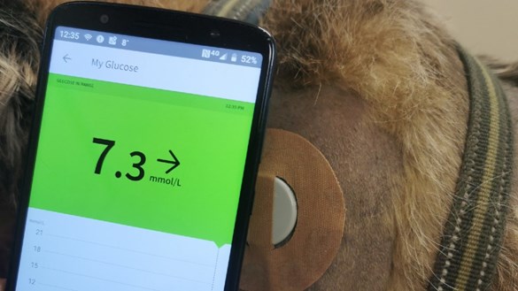 Glucose monitor