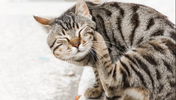 Cat with skin atopy