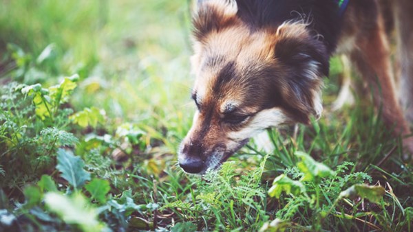 Brown dog sniffing grass outside