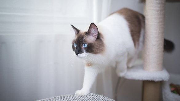 Cat on tree tower