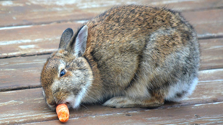 rabbit-720x405.jpg
