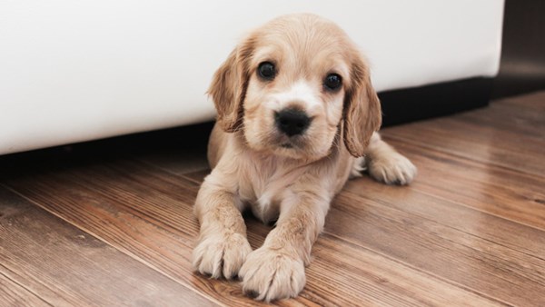 Puppy sitting on wood floor net to sofa