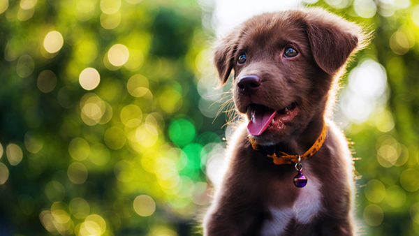 puppy smiling