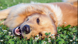 Dog lying on grass