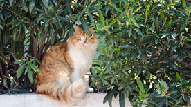 Cat hiding away from sun