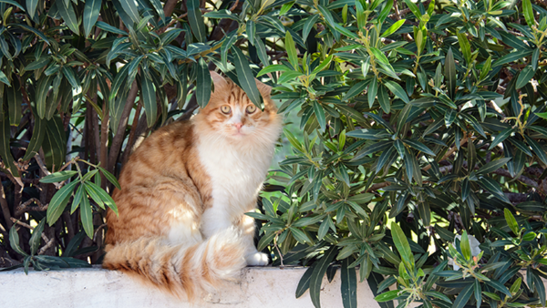 Cat hiding away from sun